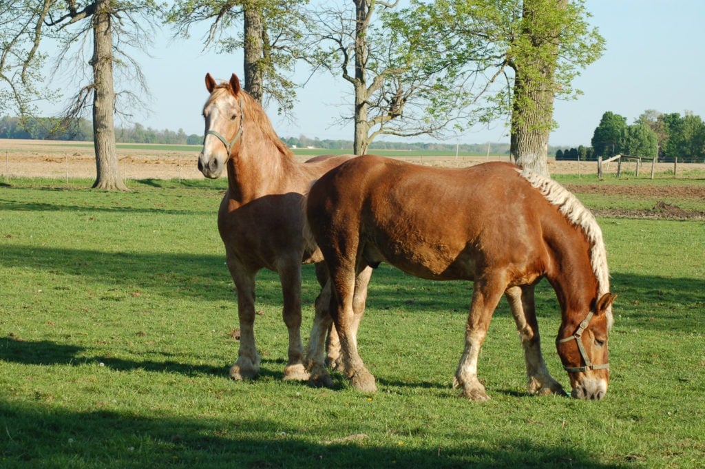 belgian