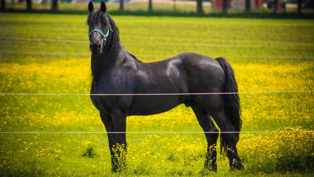 Picture of a Friesian horse standing in a pasture.
