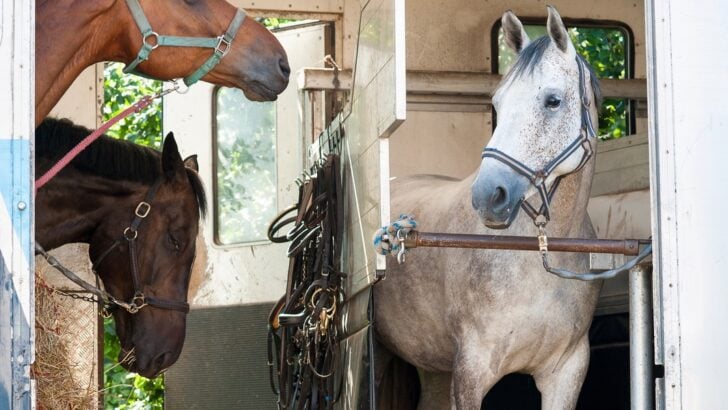 Inside of a horse trailer with horses.