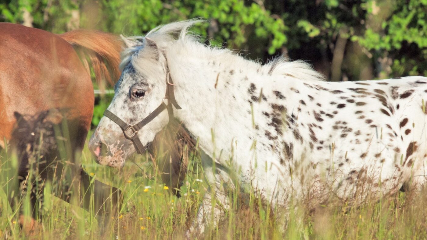 Pony of the Americas with bold Appaloosa-type spotted coat.