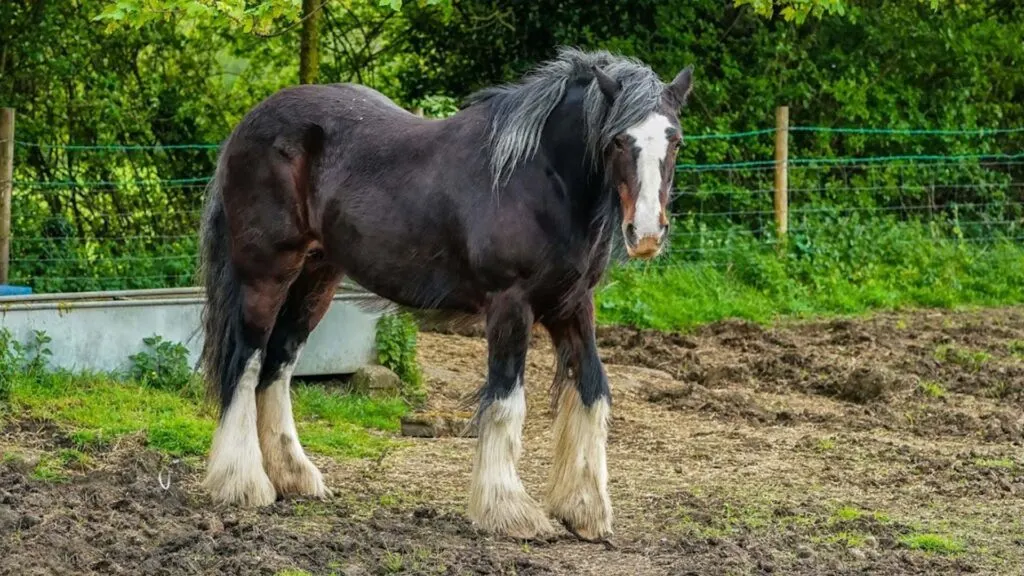 Picture of a Shire horse in a pasture.