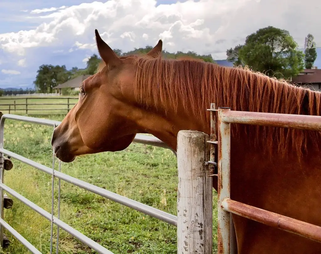 Picture of a Tennessee Walking horse looking over a fence,