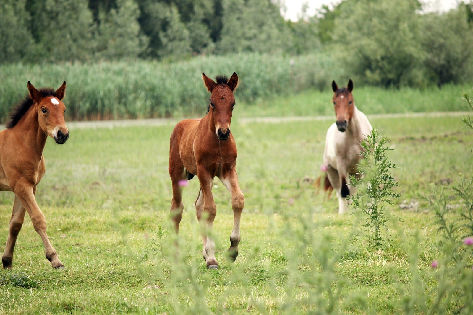 horse baby born