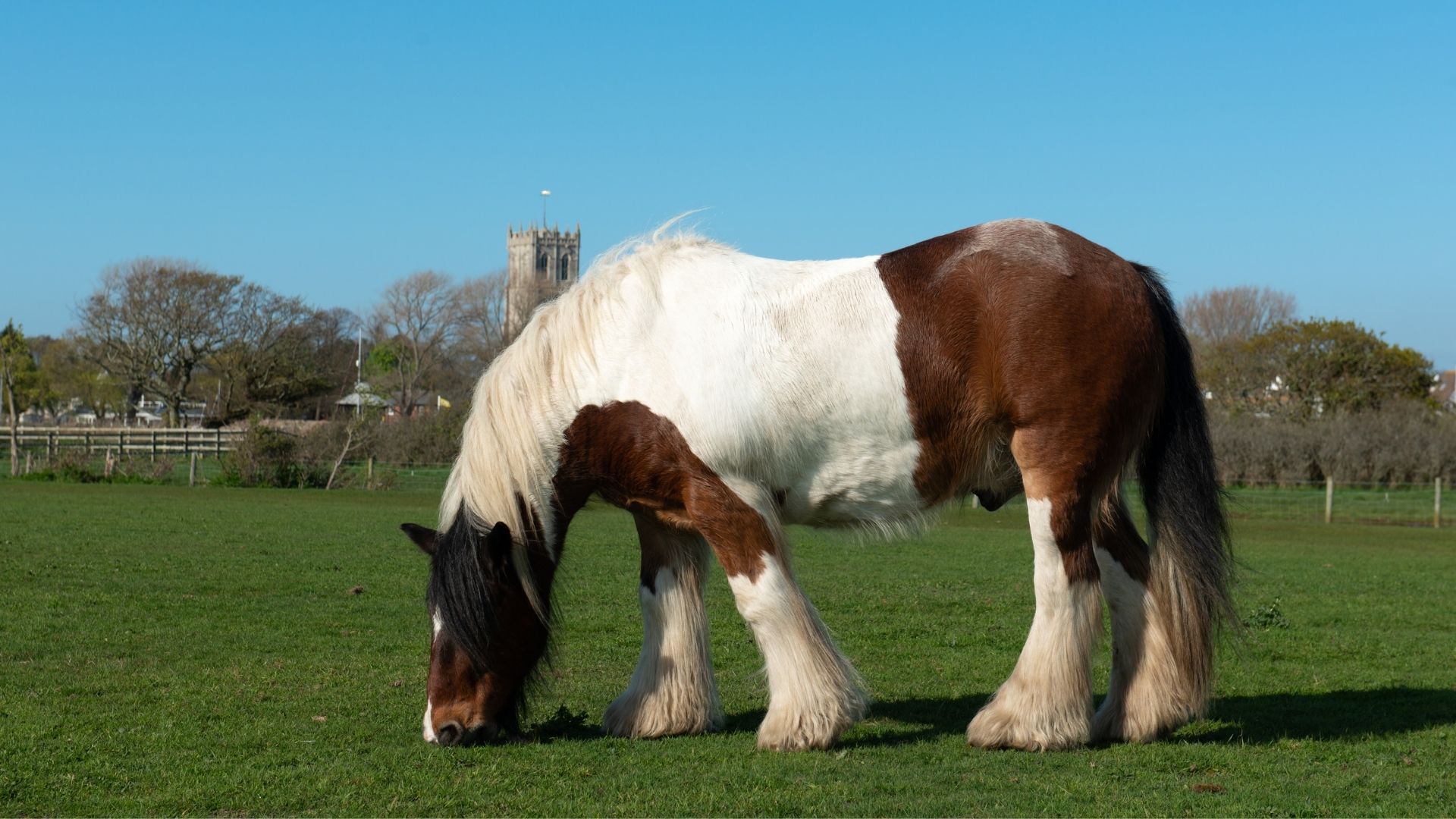 Ardennes Horse: Height, Color, And Breed Characteristics