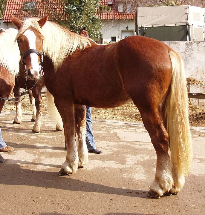 Picture of a black forest, horse