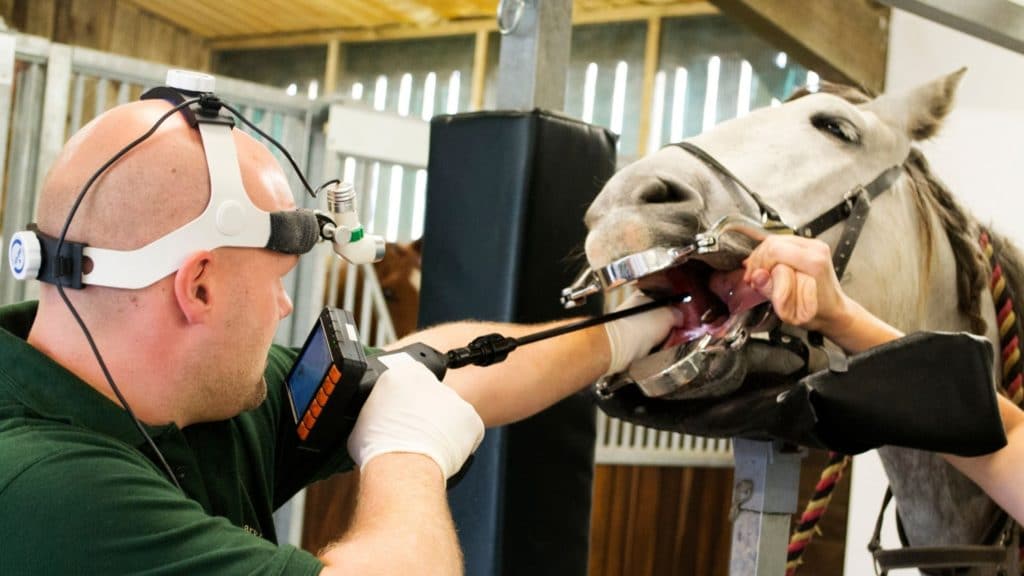 Picture of a vet performing a scope examination on a horse. 