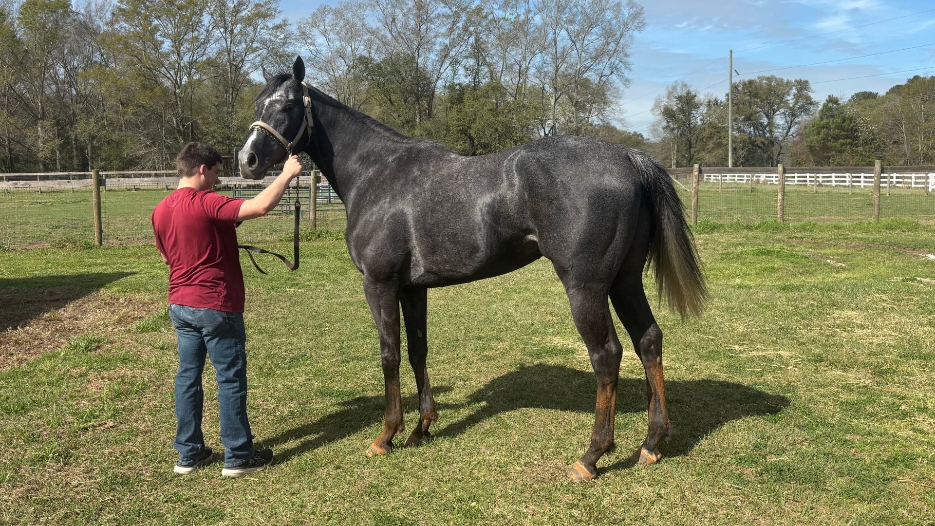 Half Way There, Louisiana-bred four-year-old gelding claimed at Fair Grounds, being held near the barn by handler during early integration into training routine