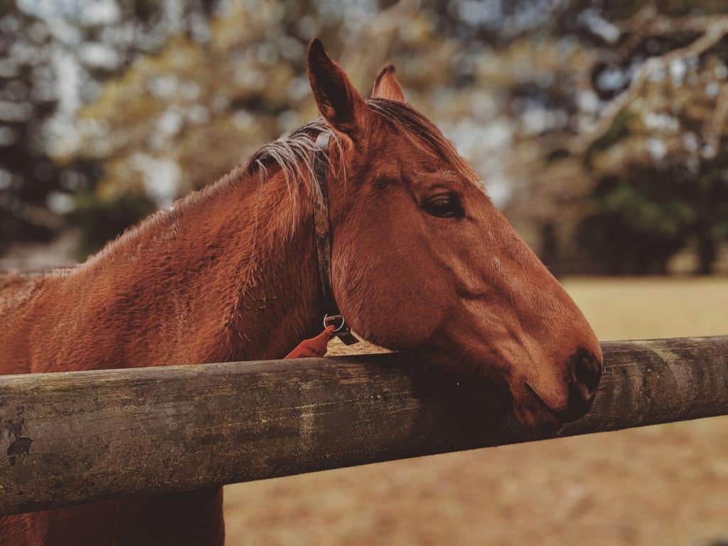 Why Do Horses Crib (Bite) On Wood? The Answer Isn't Simple