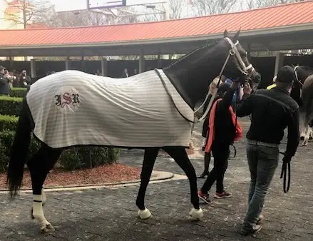 Picture of a Thoroughbred heading to the paddock to be saddled for a race.