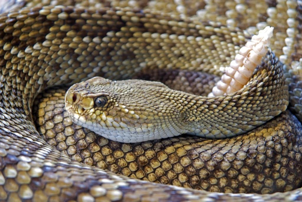 picture of a snake coiled up,