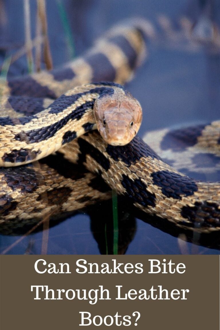 Can Snakes Bite Through Leather Cowboy Boots? Let's Find Out