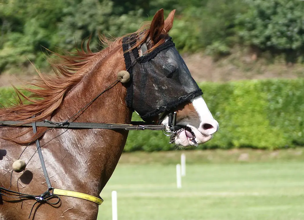 fly mask,horsefly,riding,mask,