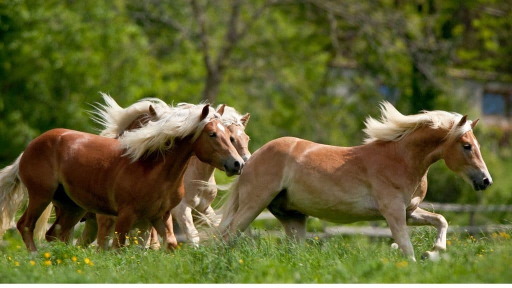 haflinger horses,