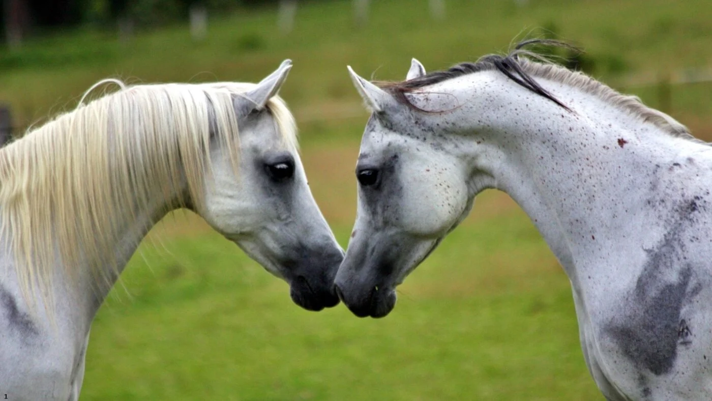Two dapple gray horses affectionately nuzzling each other on farm.