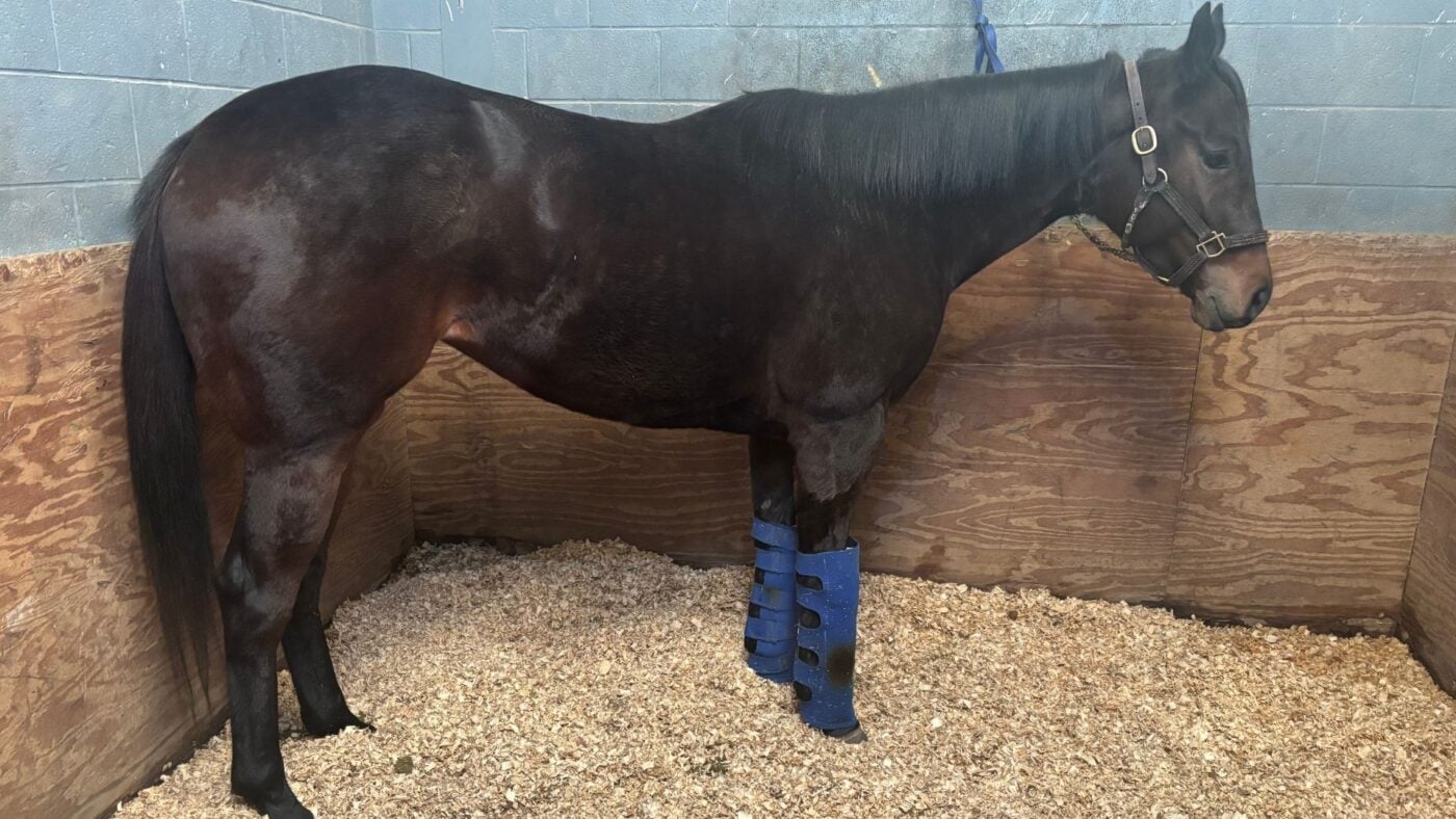 Horse wearing ice boots on front legs after a training session at Delta Downs.