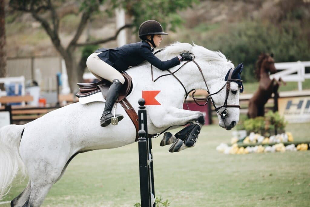 Picture of an Oldenburg showjumping horse