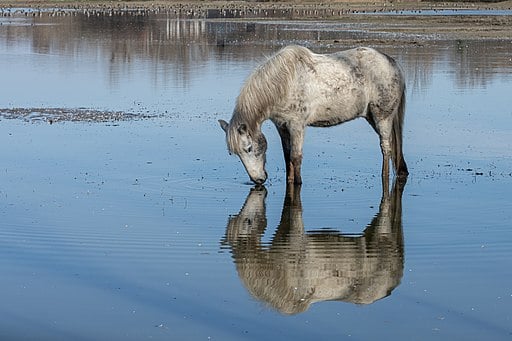 Picture of a Camargue horse.