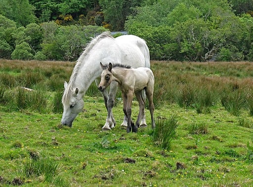 Picture of a Connemara pony