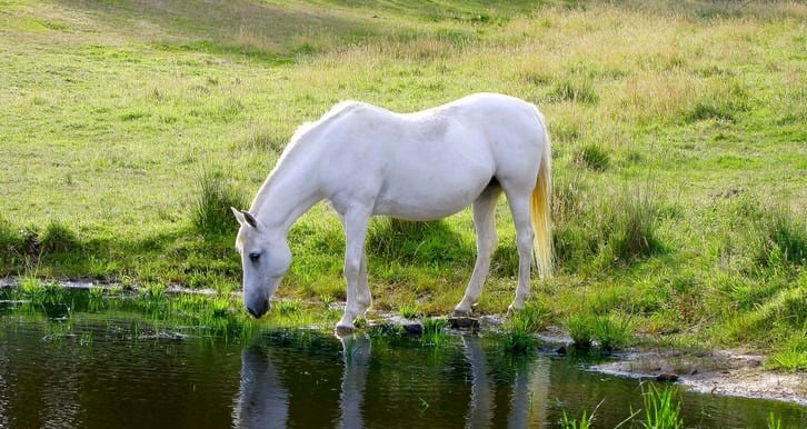 Hauling Horses: How to Prepare Your Horse for a Long Trip Picture of a horse drinking water from a pond.