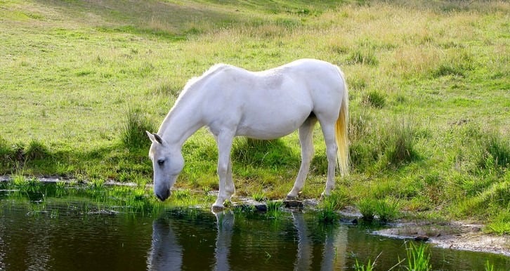 Picture of a horse drinking water from a pond.