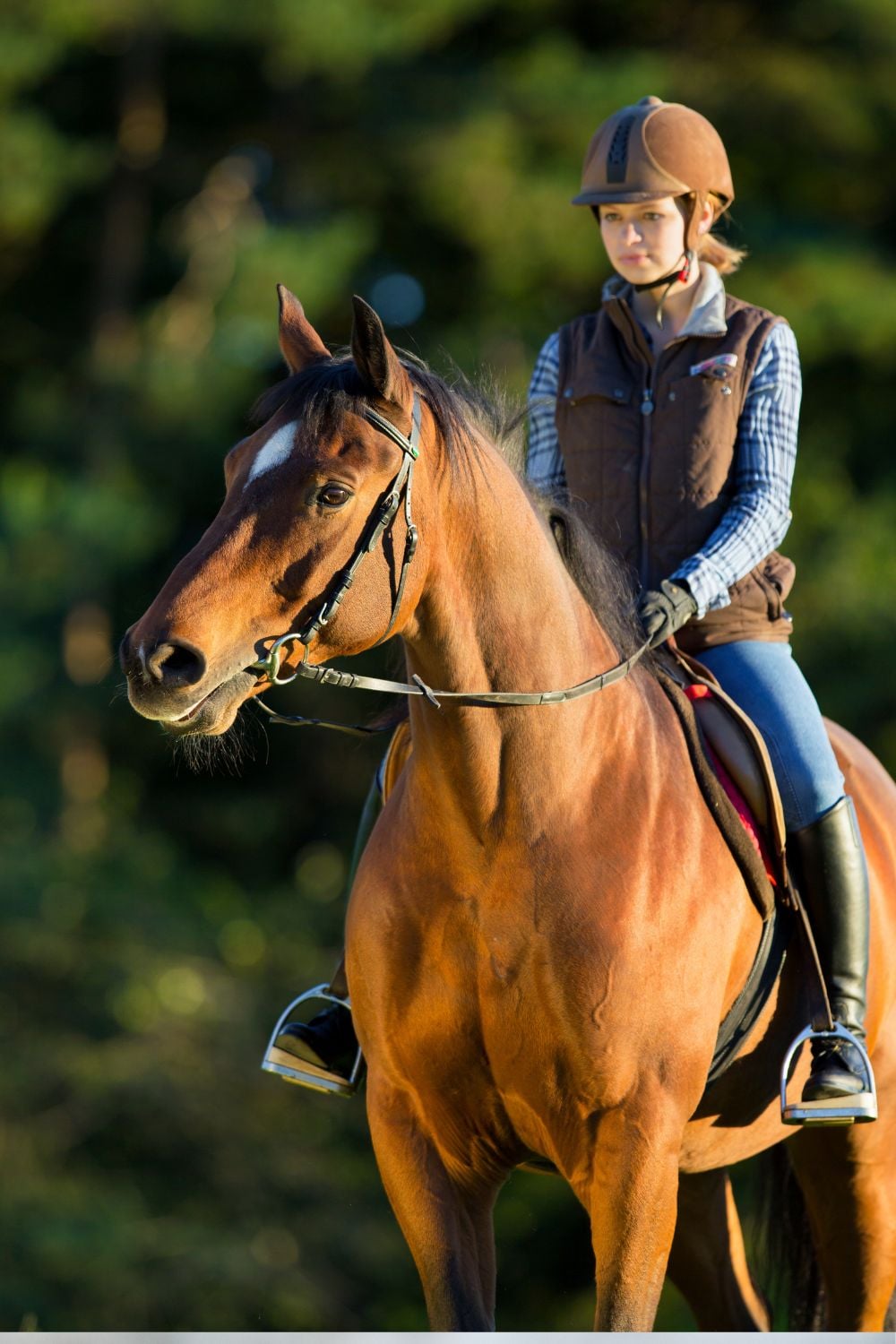 Mature horse showing tall athletic proportions