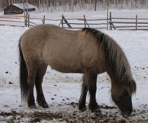 Picture of an icelandic horse. 