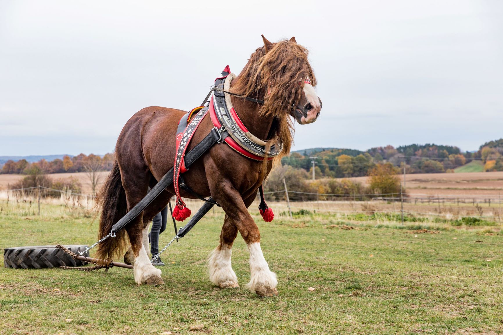 Biggest Horse Breeds - Helpful Horse Hints