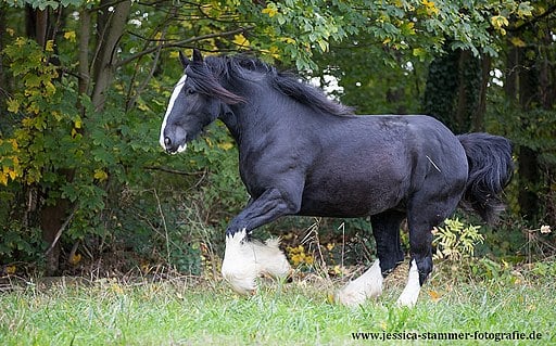 Picture of a Shire horse with furry feet.