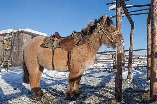 Picture of a Yakutian horse standing in snow,