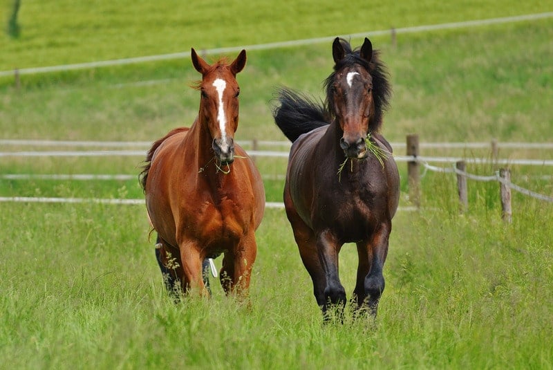 Picture of horses in a field,