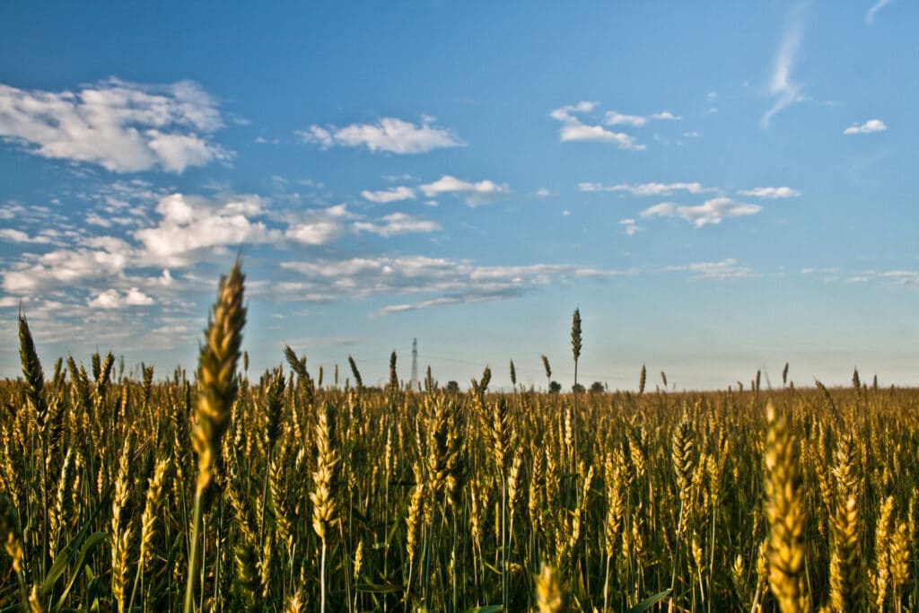 Picture of a field of grain, 