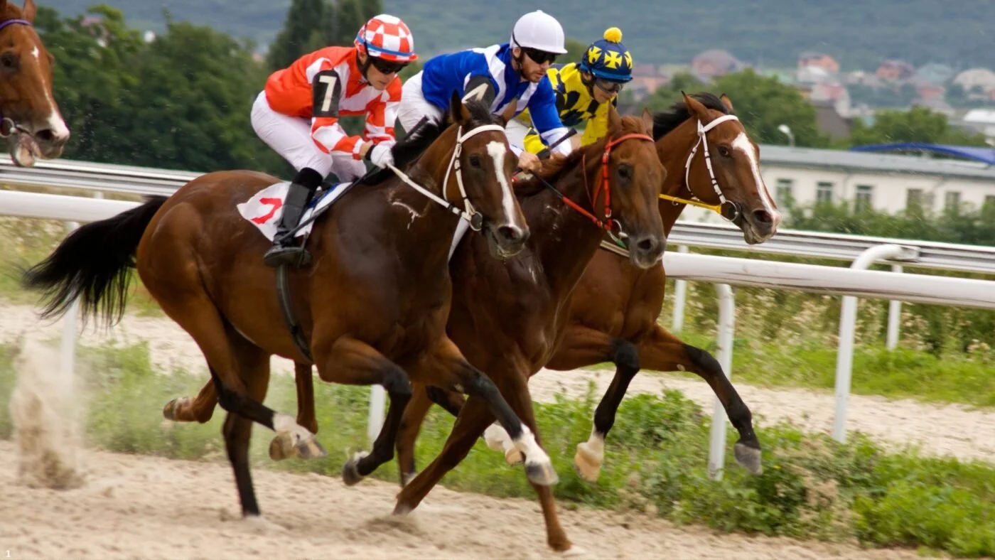 Horse Racing Sense Horses running during a race, Jockeys are not whipping their horses.