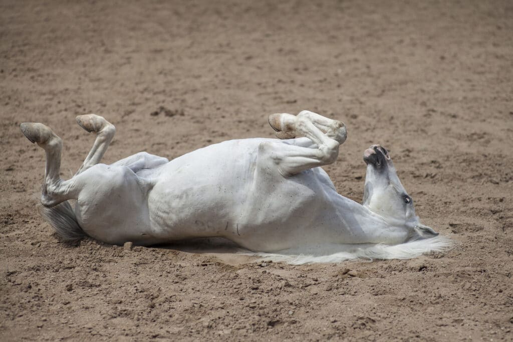 picture of a horse rolling on the ground,