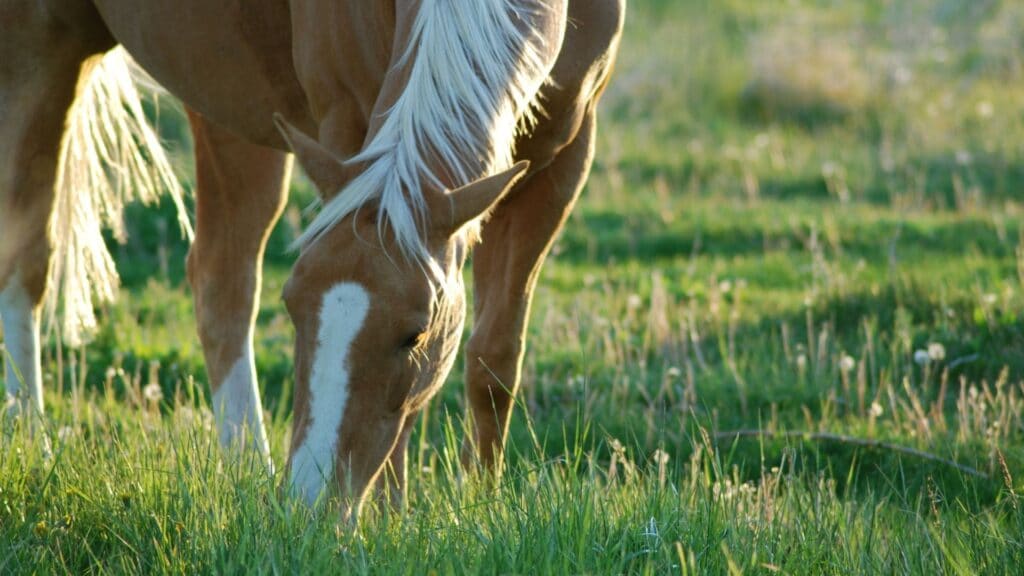 Picture of a horse grazing; they aren't omnivores.