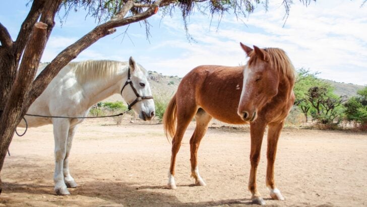 Senior horses in a pasture.