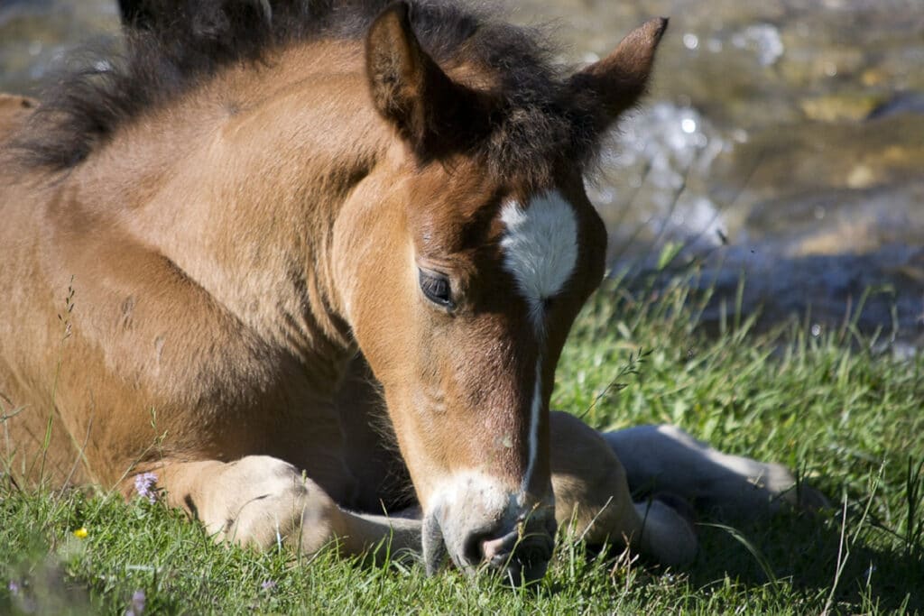 Picture of a young horse laying down. 