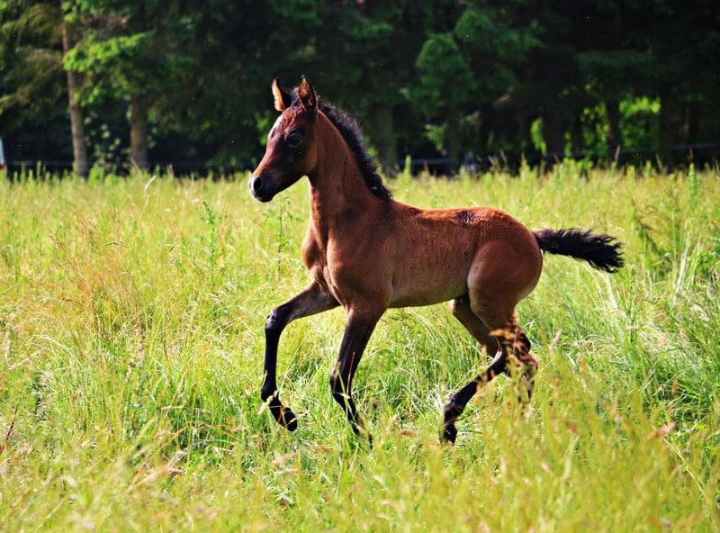 sit,foal,running,horse