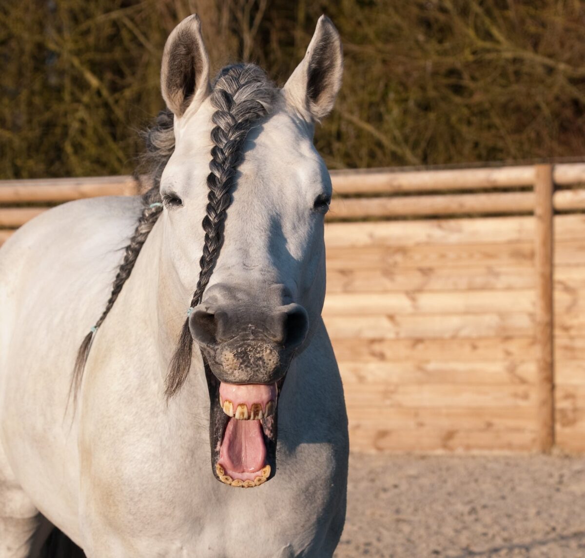 Horse Sounds: Meaning, Interpretation & Responses