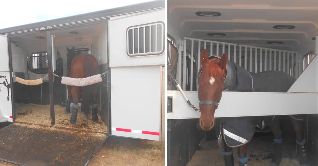 Picture of horses tied in a horse trailer,