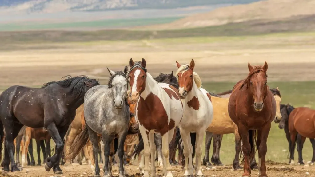 Picture of wild horses.