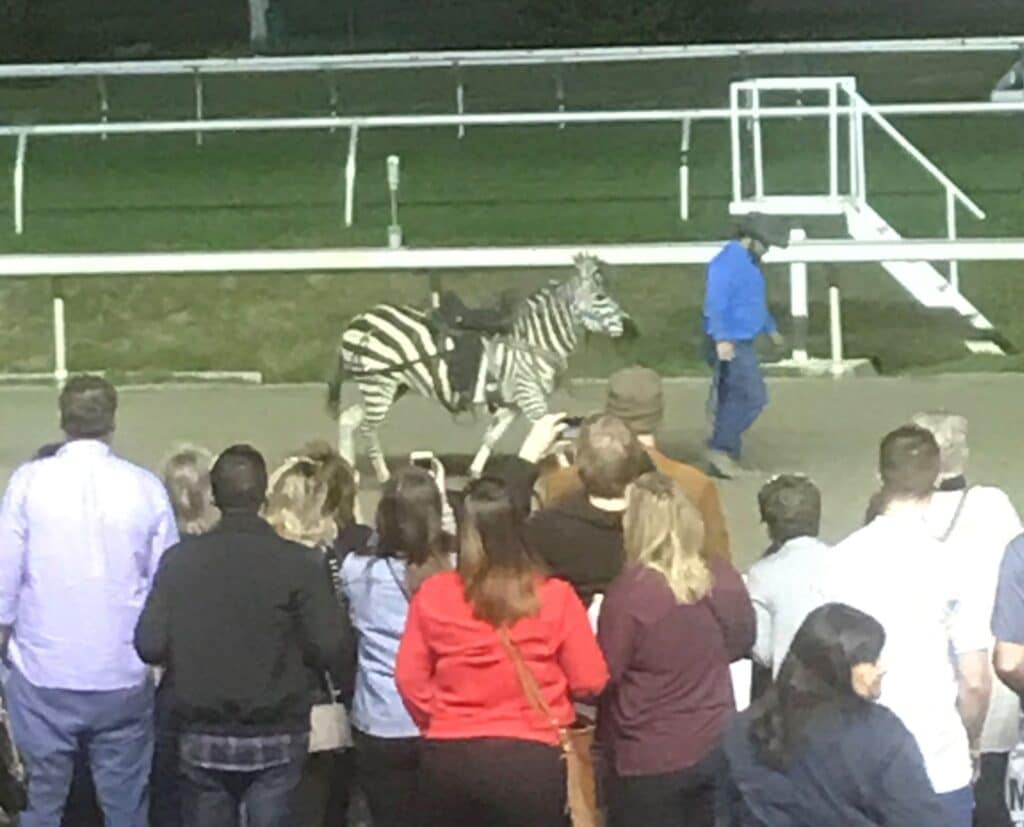 horses and zebras, zebra races,zebra,horse racing,