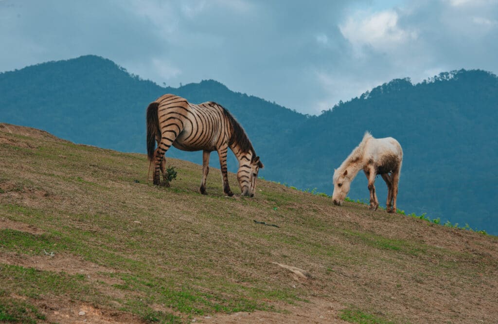 horses and zebra,grazing,prey animals,