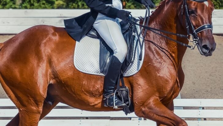Is Dressage Cruel to Horses? the Sport and Training Examined