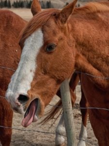 Picture of a horse coughing,