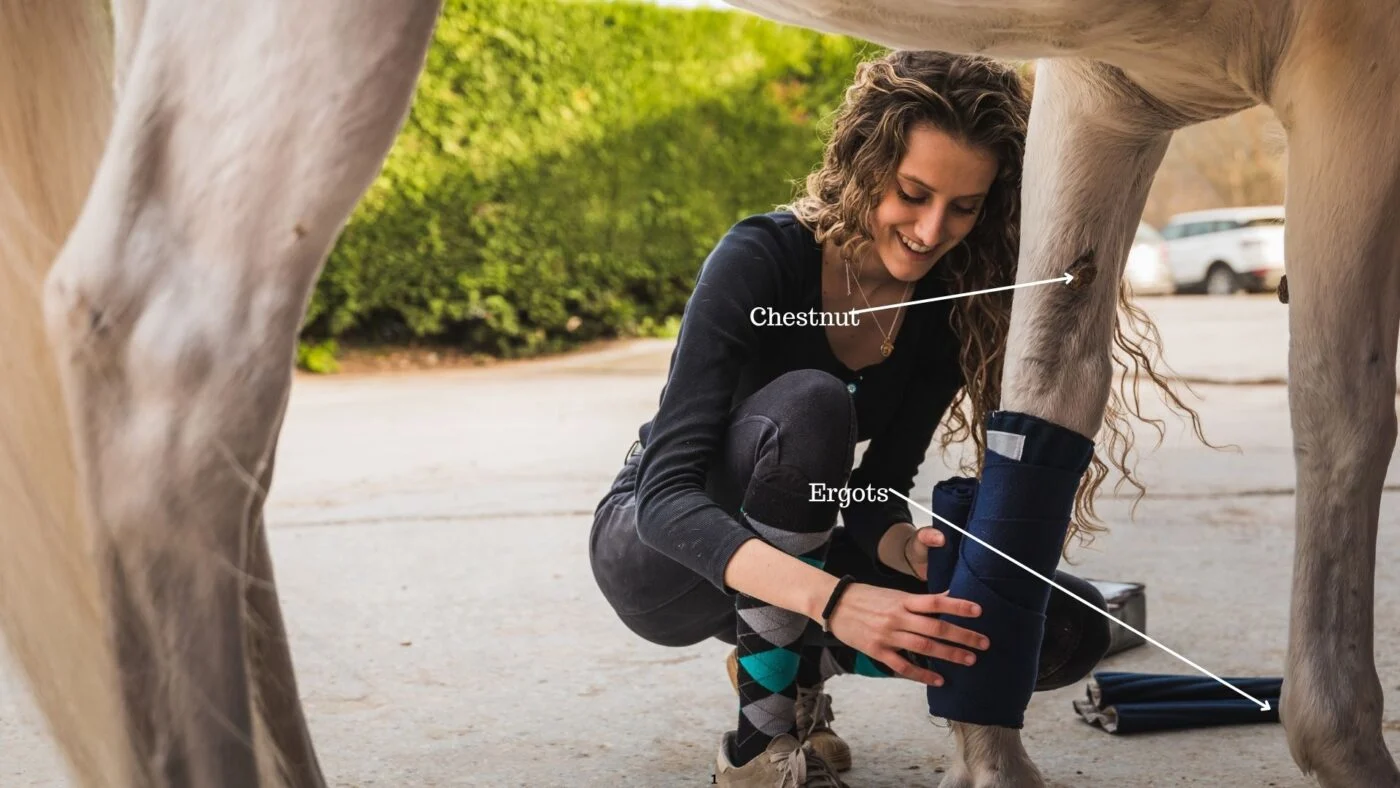 Photograph of a horse’s legs with labeled chestnut above the knee and ergot at the back of the fetlock joint, used to show equine leg anatomy.