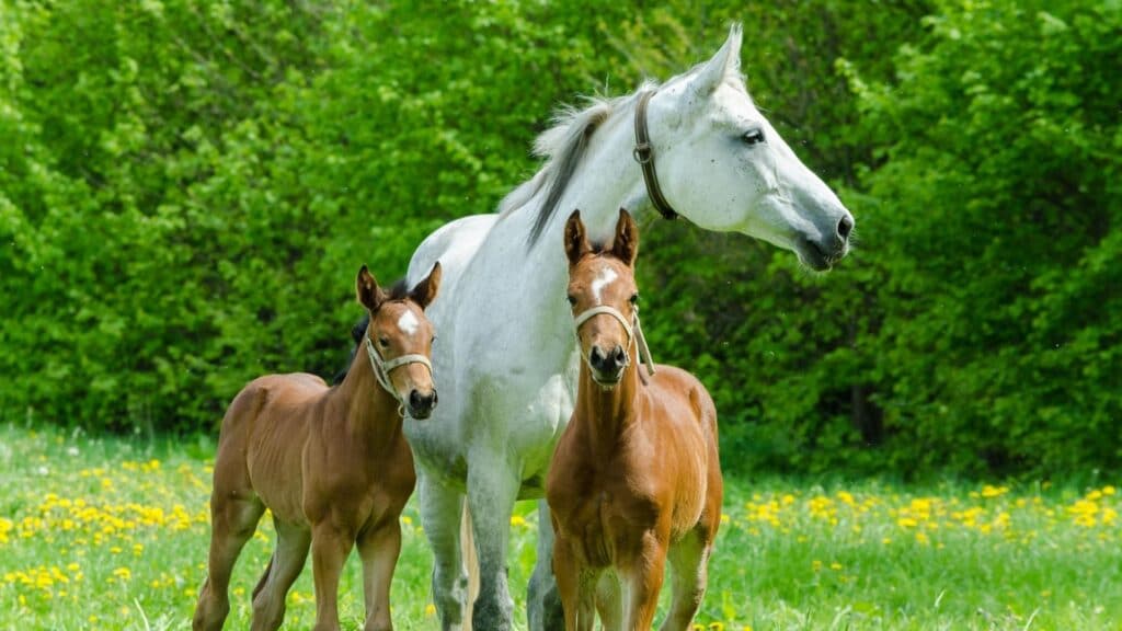 jumeaux, poulains, chevaux, poulinières,