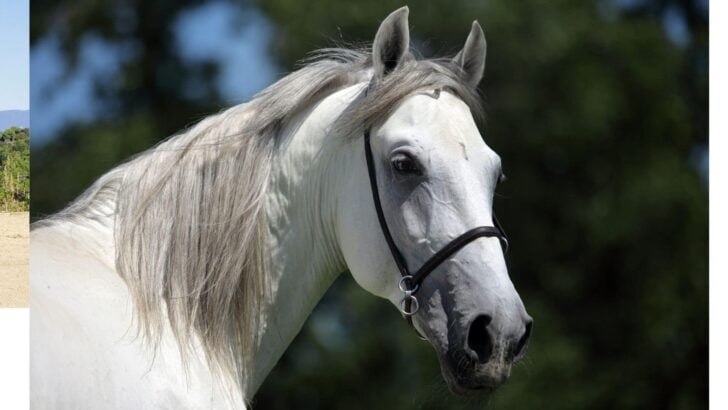 Picture of an Andalusian horse.
