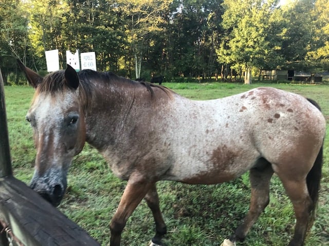 picture of an appaloosa with spots, 