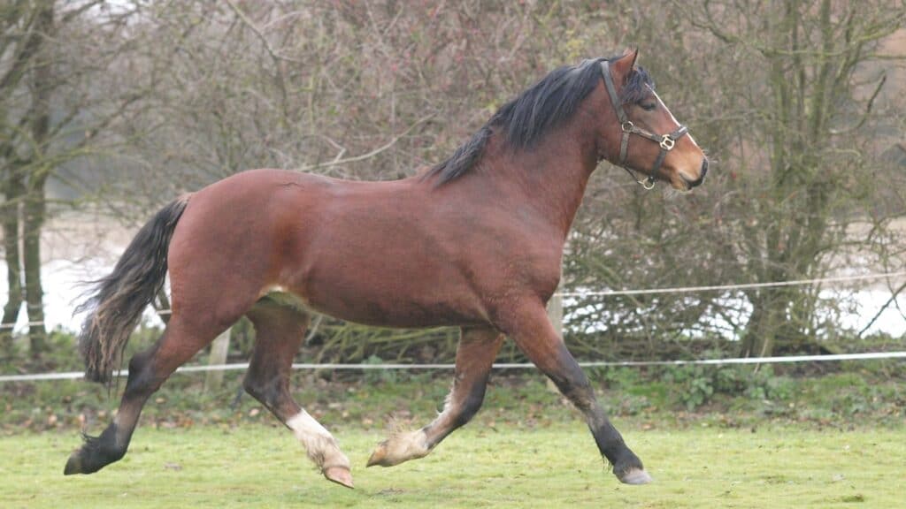 picture of a horse trotting in a pasture, 