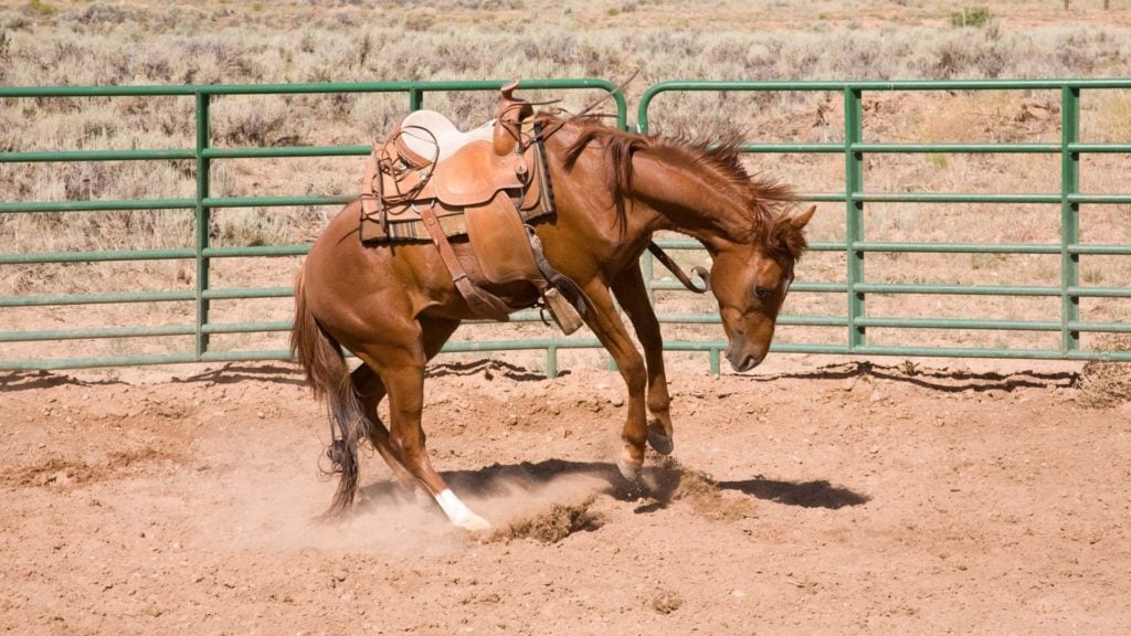 picture of a green horse bucking in a paddock wearing a saddle,